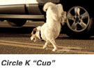 CircleKCup